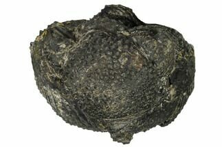 giant microbes trilobite