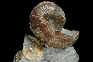 Fossil Ammonite (Hoploscaphites) Cluster - South Dakota #115068