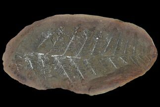 Fossil Fern (Oligocarpia) - Illinois #114132