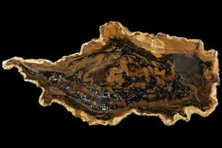 Petrified Wood Slab - Parker, Colorado #114439