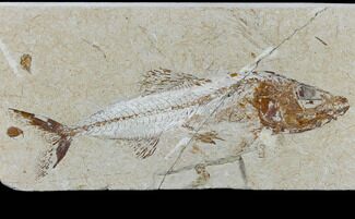 Cretaceous Fish (Spaniodon) With Pos/Neg - Lebanon #115746
