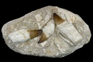 Three, Huge Rooted Mosasaur Teeth In Rock - Morocco #115782