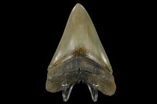 Glossy, Serrated, Fossil Megalodon Tooth #115800