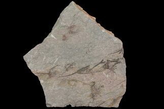 9.1" Wide Eocrinoid (Ascocystites) Plate - Ordovician - Fossil #115919