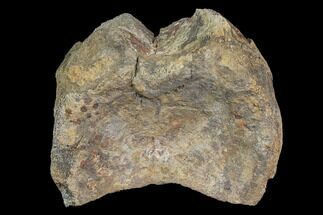 Partial Hadrosaur Vertebra - Aguja Formation, Texas #116481