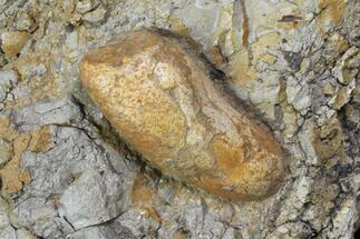 Fossil Crocodile Coprolite In Stone- Aguja Formation, Texas #116558