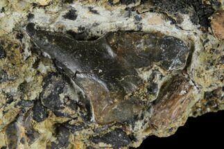 Fossil Unidentified Vertebra In Stone - Aguja Formation, Texas #116720