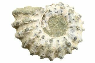 1 1/2" Tractor Ammonite (Douvilleiceras) Fossils - Fossil #116900