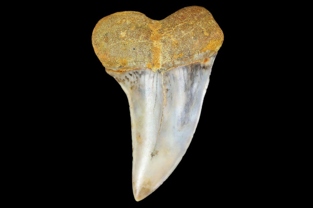 1.74" Colorful Mako/White Shark Tooth Fossil - Sharktooth Hill, CA For