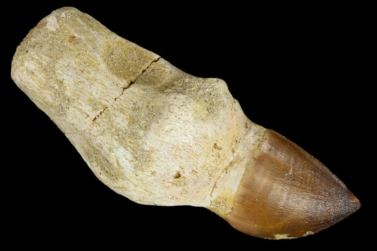 mosasaur tooth fossil
