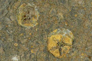 Two Fossil Ordovician Edrioasteroids - Morocco #115012