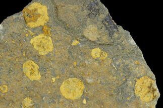 Fossil Edrioasteroid (Spinadiscus) Plate - Morocco #115016