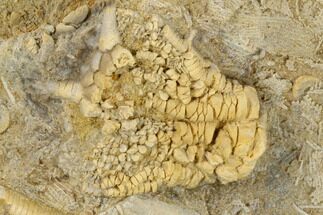 Fossil Crinoid (Tholorinus) - Alabama #114388