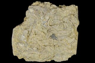 Fossil Crinoid (Camptocrinus) - Alabama #114395