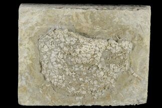 Echinoid (Lepidesthes) Fossil - Alabama #114397