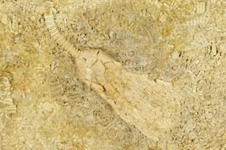 Fossil Crinoid (Fifocrinus) - Alabama #114399