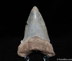 Very Large Angustiden Shark Tooth - Inches #100