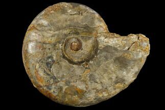 Fossil Ammonite (Arctoceras) - Idaho #117200