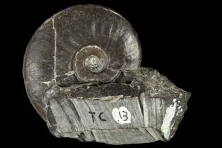Fossil Ammonite (Arctoceras) - Nevada #117203