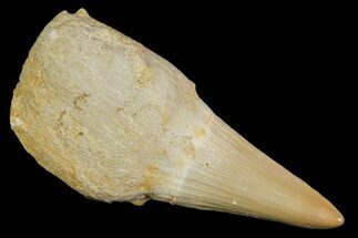 Rooted Mosasaur (Platecarpus) Tooth - Morocco #117042