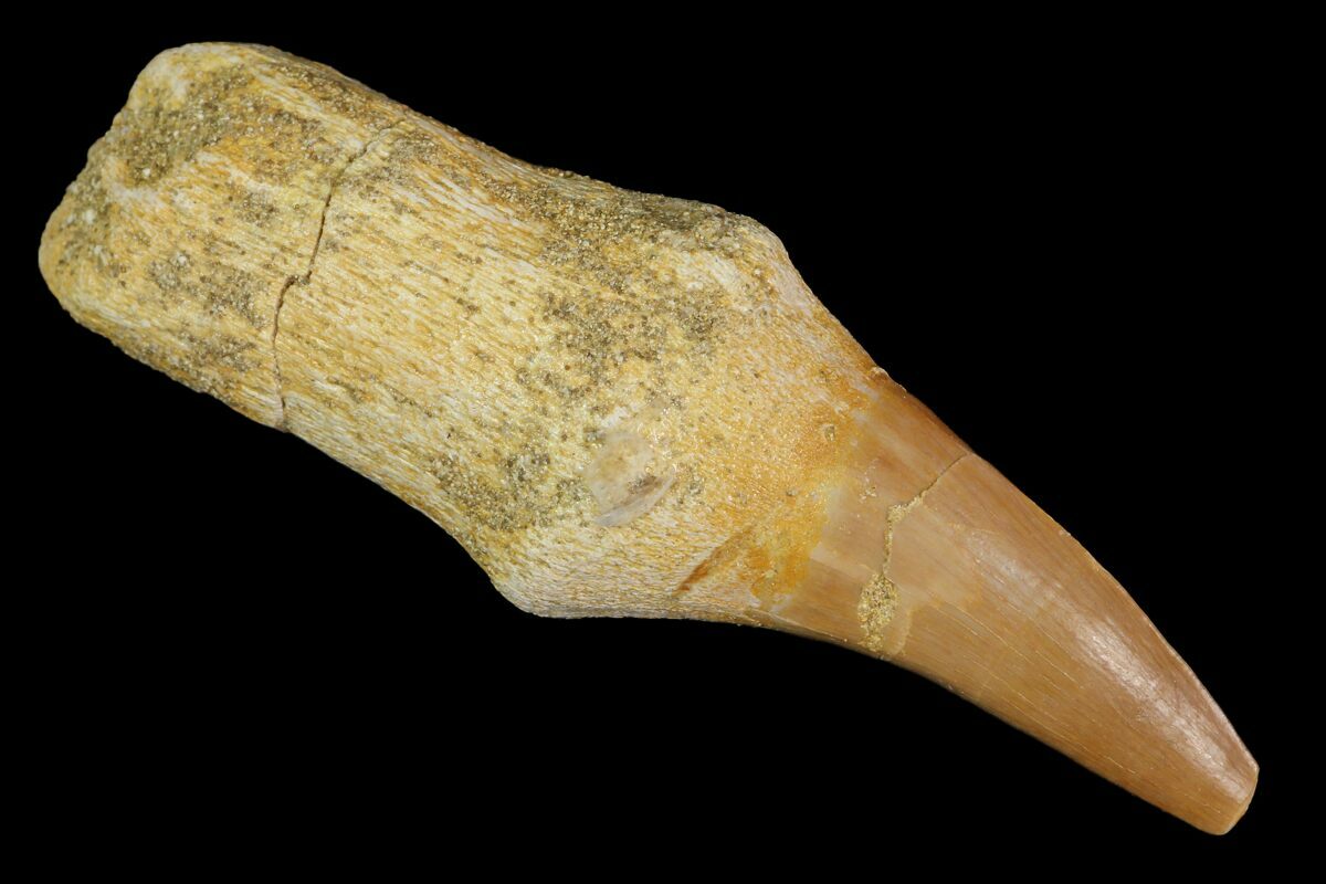 real mosasaur tooth