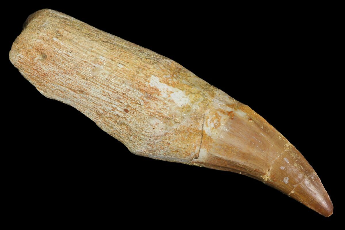 real mosasaur tooth