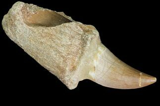 Fossil Mosasaur (Prognathodon) Tooth - Composite Tooth #117056