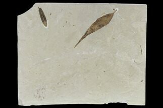 Two Fossil Leaves With Cranefly Cluster - Green River Formation, Utah #118008