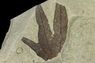 Partial Sycamore Leaf (Platanus) - Green River Formation, Utah #117997