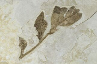 Fossil Herb Stem With Leaves - Green River Formation, Utah #118010