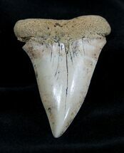 Inch Summerville Fossil Mako Tooth #1377