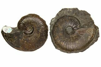 Fossil Ammonite (Harpoceras) On Stone - Dorset, England #119385
