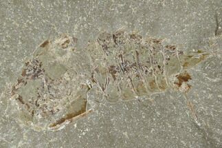 Unidentified Fossil Arthropod - Bear Bulch Limestone #118965