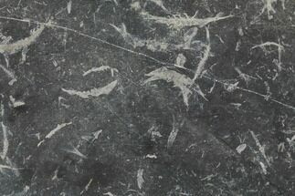 Plate Of Carboniferous Shrimp (Waterstonella) - Scotland #118967