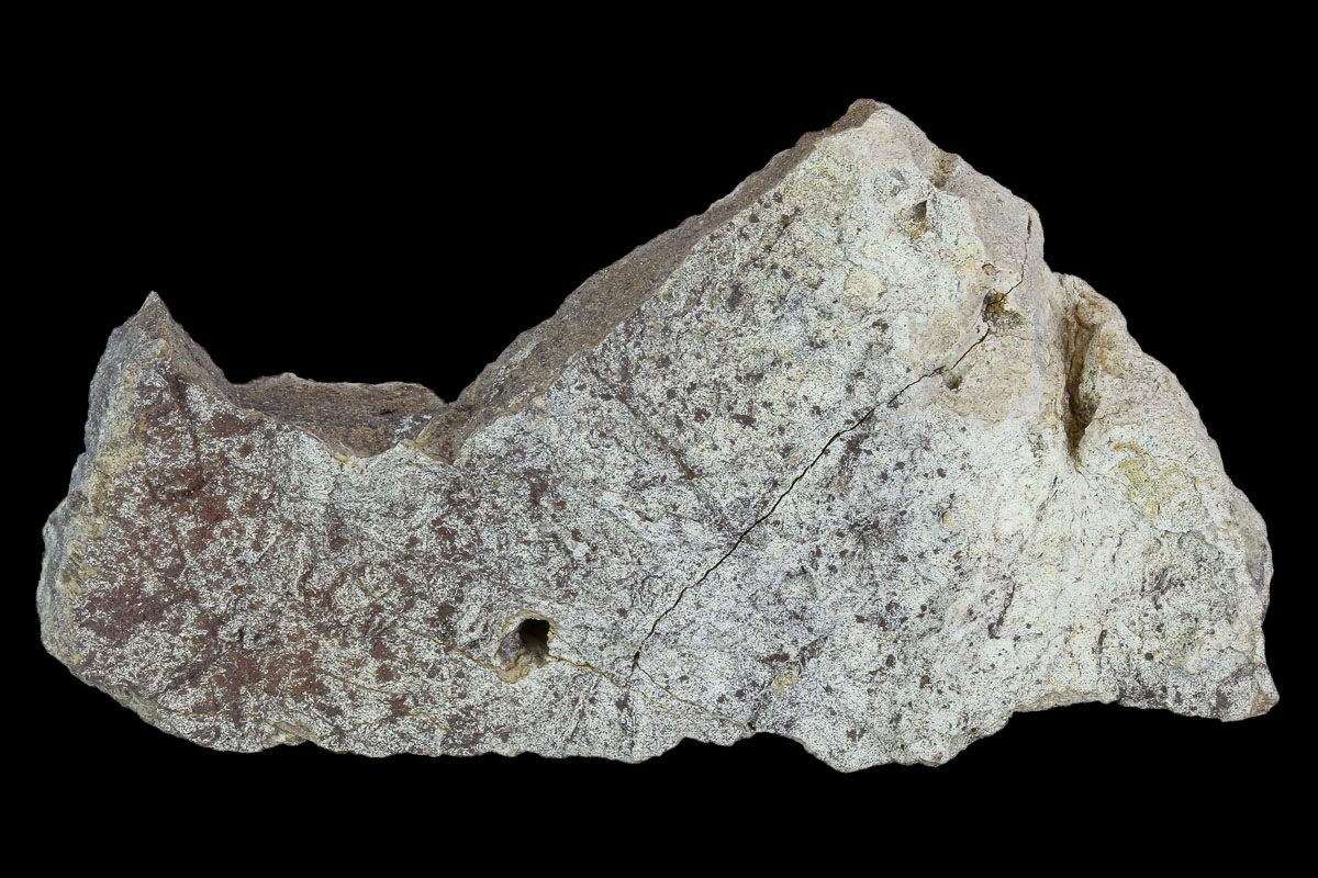 triceratops frill fossil