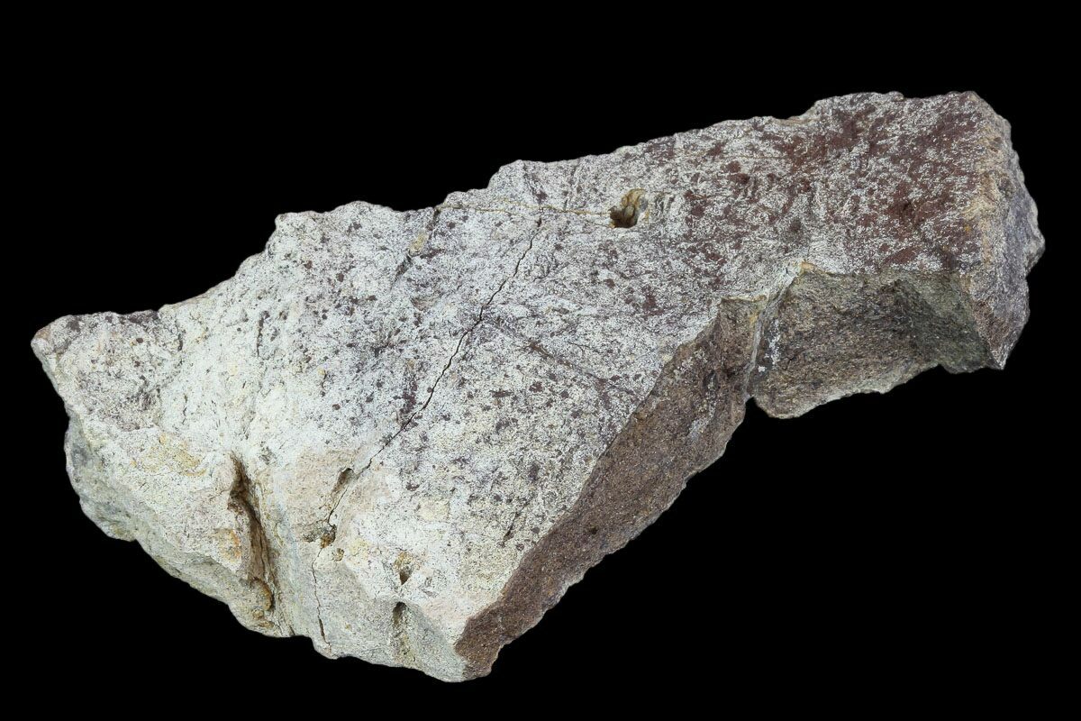 triceratops fossil for sale