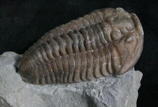 Beautiful Flexicalymene Trilobite - #8329