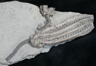 Super Decadocrinus Tumidulus Crinoid - Indiana #8339