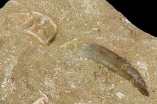 Fossil Plesiosaur (Zarafasaura) Tooth With Fish Verts - Morocco #119673