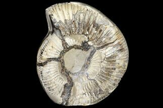 Ammonite (Perisphinctes) In Septarian - Madagascar #113667