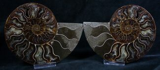 Beautiful Inch Cut and Polished Ammonite Pair #5648