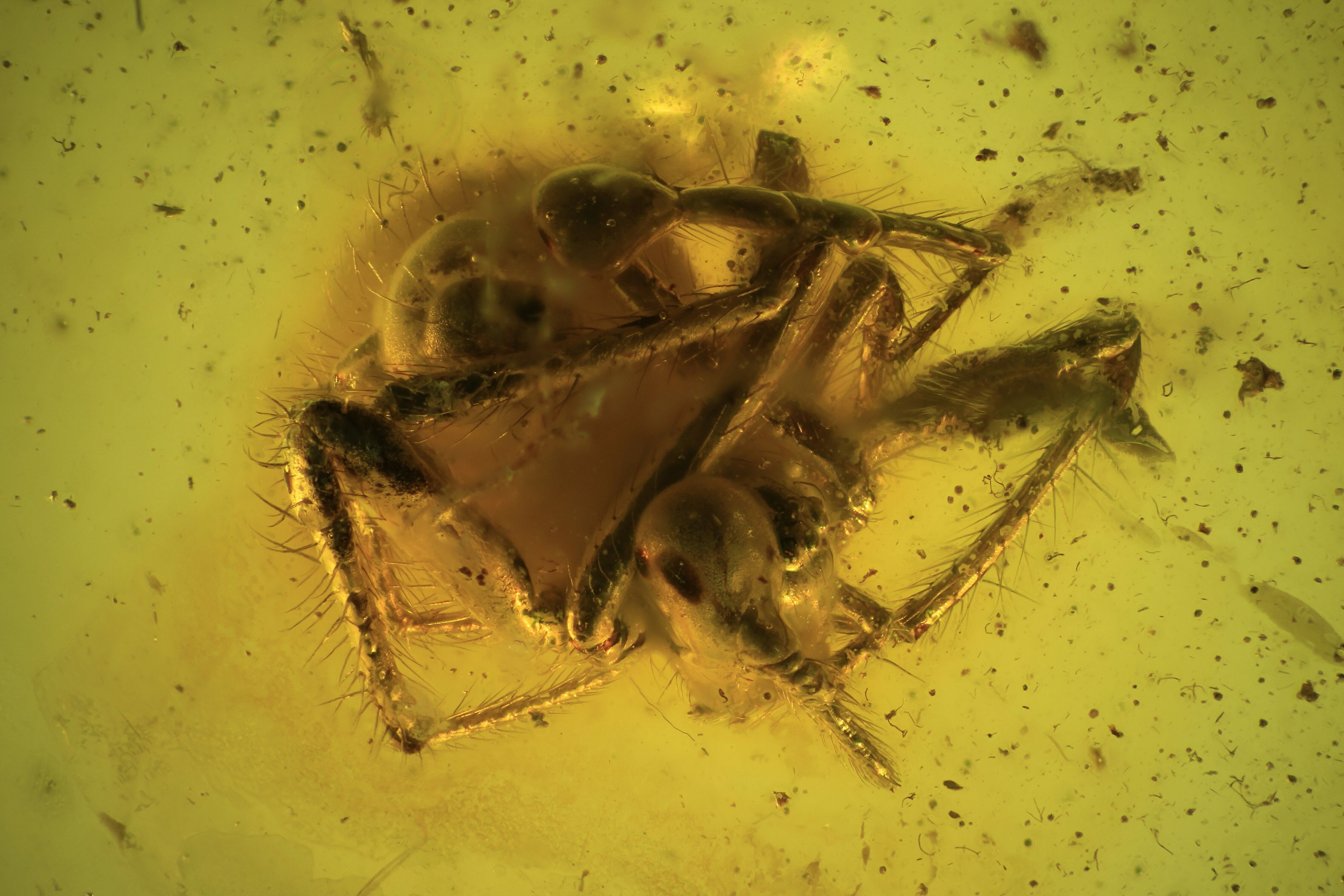 Running air in water bubble, Spider Araneae and More. Fossil inclusion in  Ukrainian Rovno amber #10952R