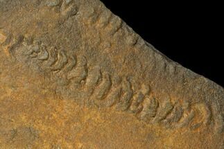 Two Trilobite Cruzianas (Fossil Trackways) - Morocco #118350