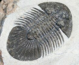 Very Bumpy Platyscutellum Trilobite - Axial Spines #8380