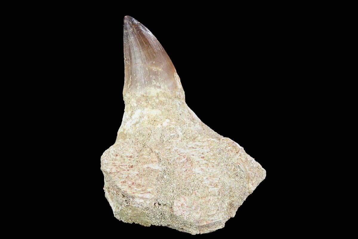 23 Fossil Mosasaur Prognathodon Jaw Section With Tooth Morocco 116979 For Sale 