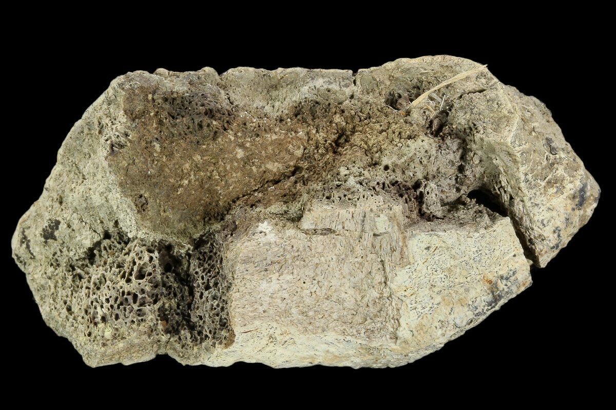 triceratops bone