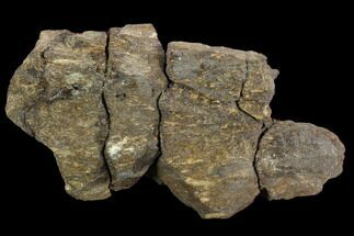 Fossil Sauropod Bone Section - Morrison Formation #120551
