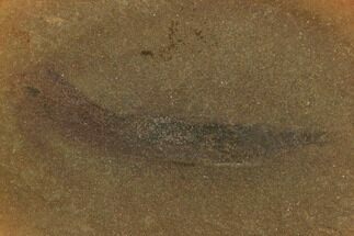Fossil Polychaete (Polychaeta) Worm - Illinois #120721