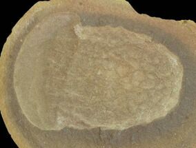 Fossil Jellyfish (Essexella) Pos/Neg - Illinois #120712
