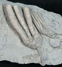 Double Scytalocrinus Crinoid Fossil - Crawfordsville #8399